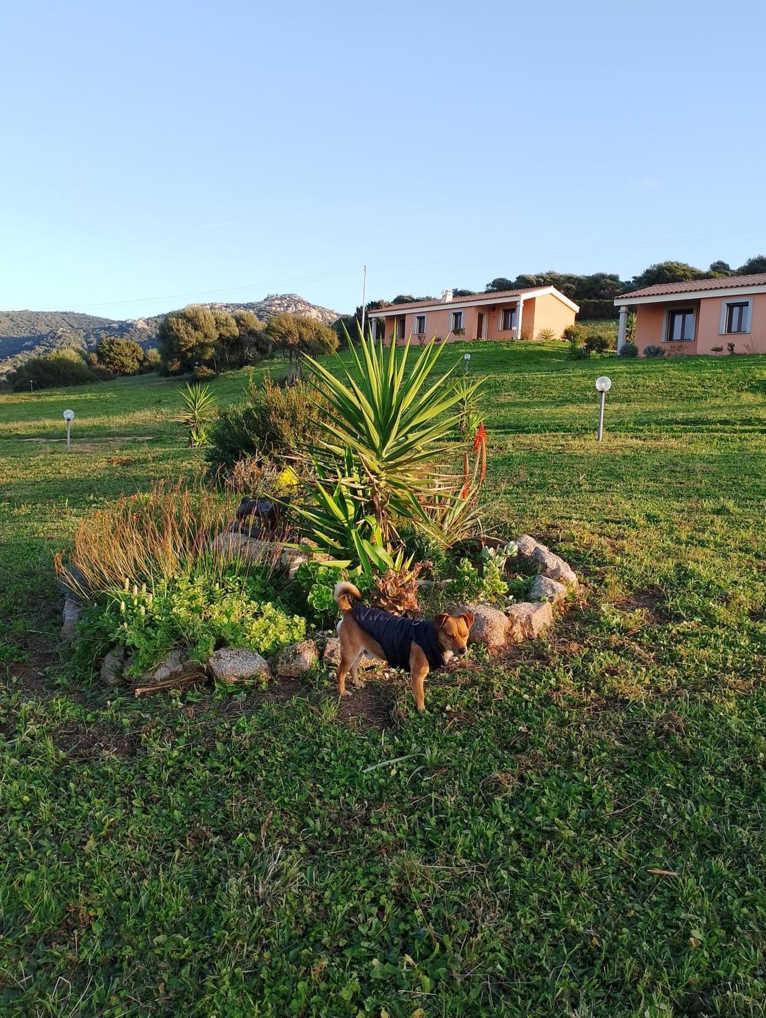 Agriturismo Gli Olivastri Appartamento Corbezzolo Con Piscina E Vista Mare,Climatizzatore,Wifi Aglientu Exteriér fotografie